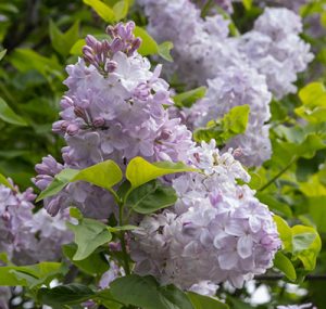 Lilacs