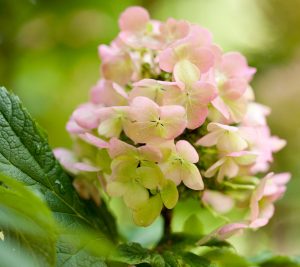 Hydrangea quercifolia