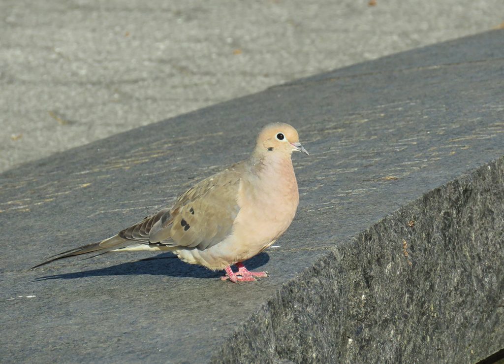 Photo of a mourning dove