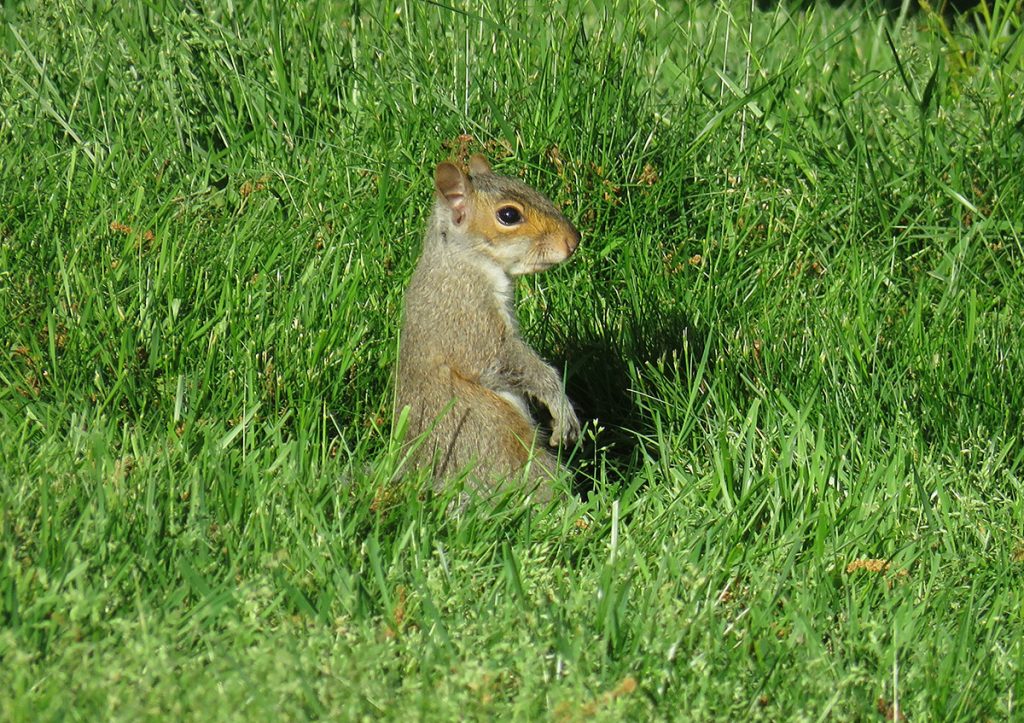 Photo of a squirrel