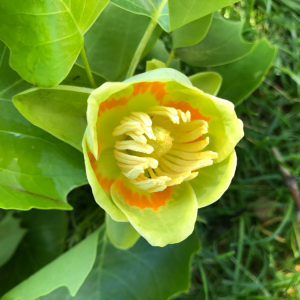 Photo of a tulip tree flower