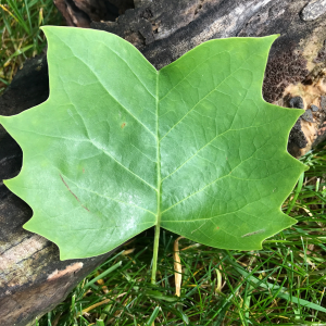 Photo of a tulip tree leaf