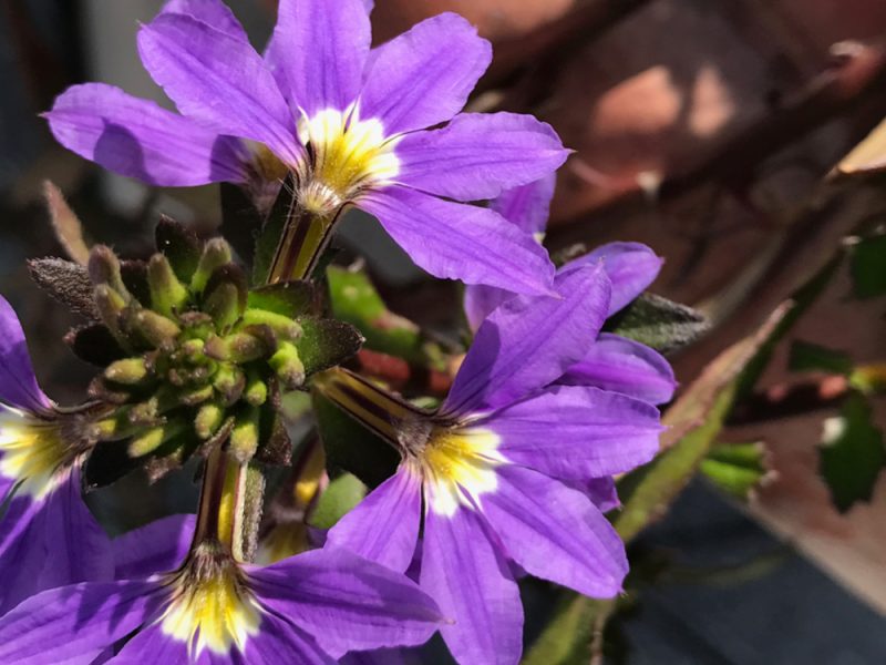 A close-up of Scaevola aemula