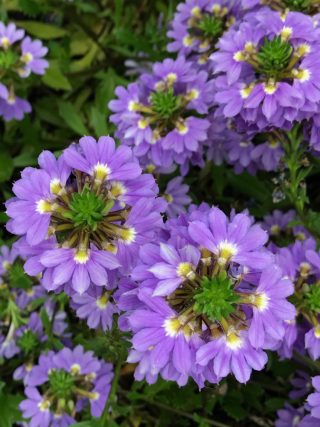 A Whirlwind Blue specimen of Scaevola aemula