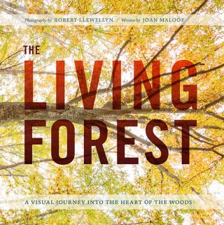 Photo of the cover of The Living Forest