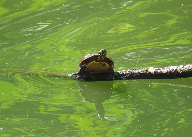 Photo of a Painted Turtle