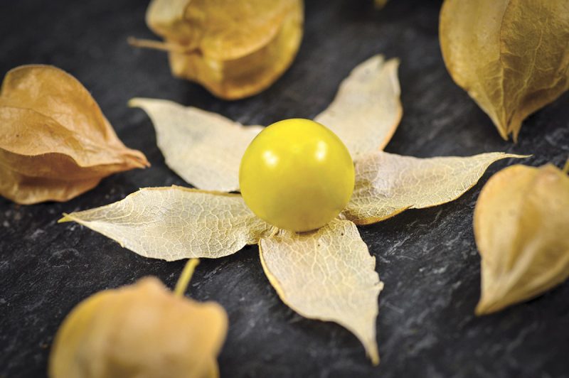 'Aunt Molly's' Ground Cherry