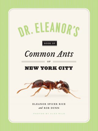 Cover of Common Ants