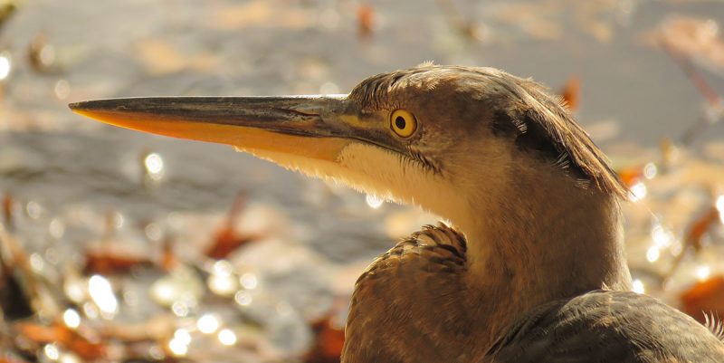 Great Blue Heron