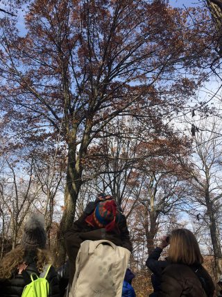 Bird-watching in the Thain Family Forest