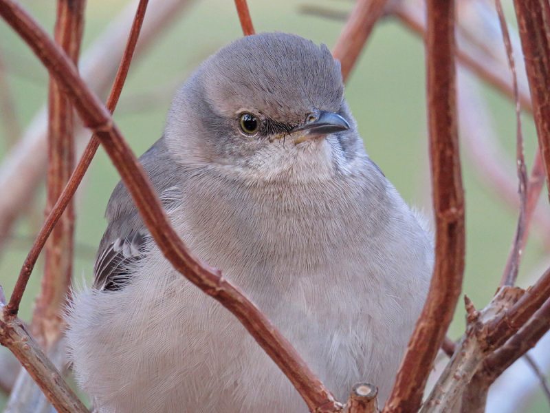 Northern Mockingbird