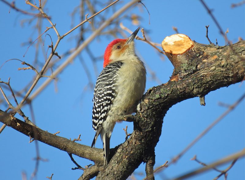 Woodpecker