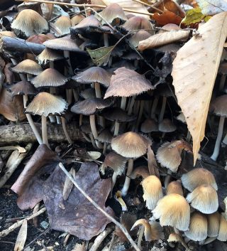 Little brown mushrooms (LBM™)