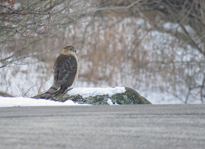 Cooper's Hawk