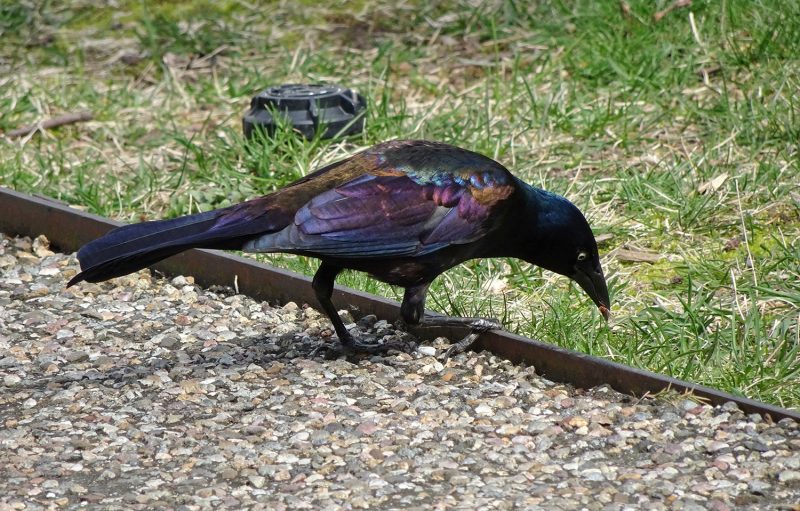 Grackle