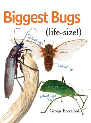 Biggest Bugs