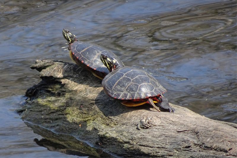 Painted turtles