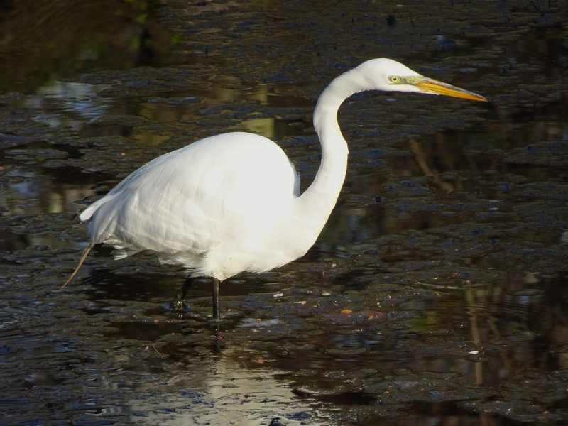 Egret