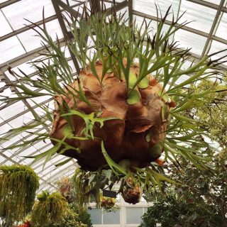 How To Mount Staghorn Ferns for a Stunning Display - Plant Talk