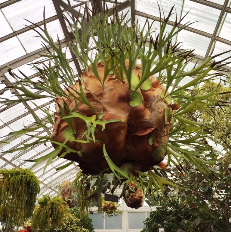 How To Mount Staghorn Ferns for a Stunning Display - Plant Talk