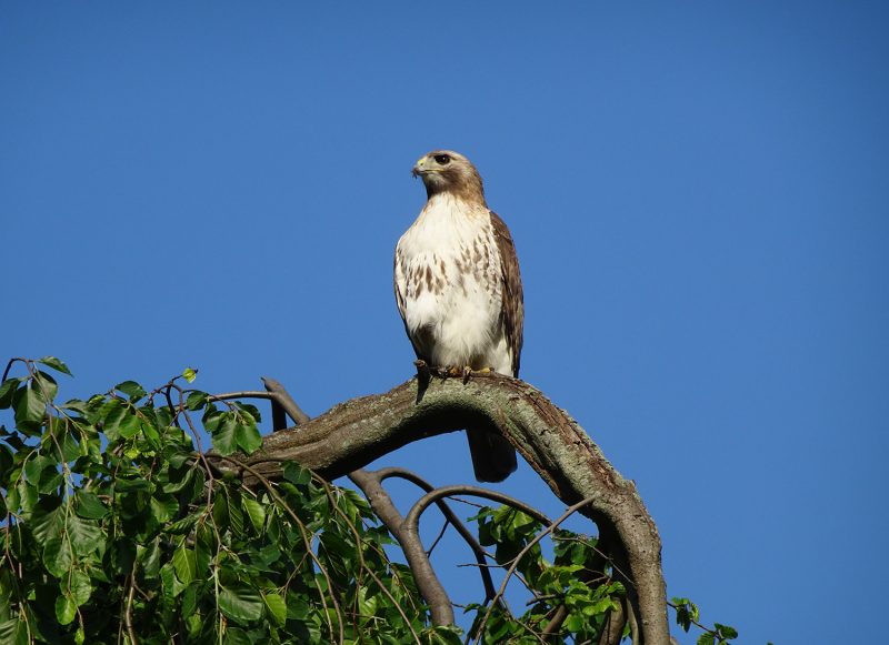 Red-tailed hawk