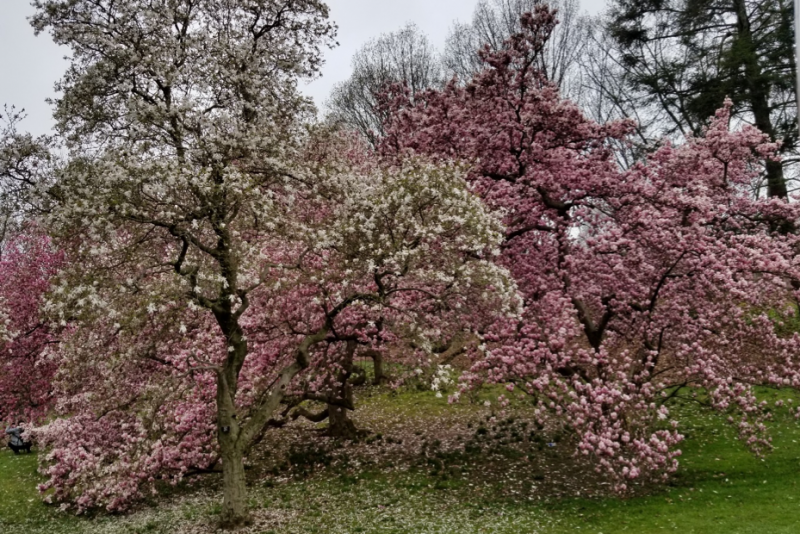 Cherry trees