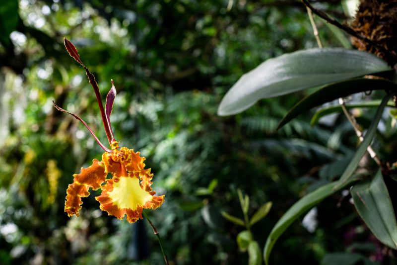 Photo of Psychopsis papilio