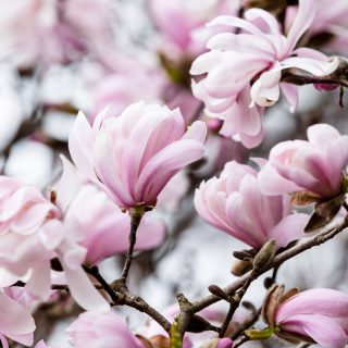 Photo of a magnolia