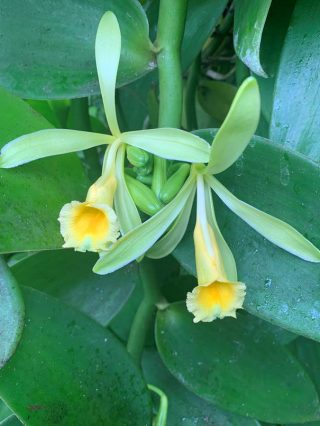 Photo of a vanilla orchid
