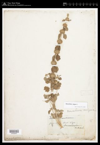 Virtual herbarium image of a Hosack specimen