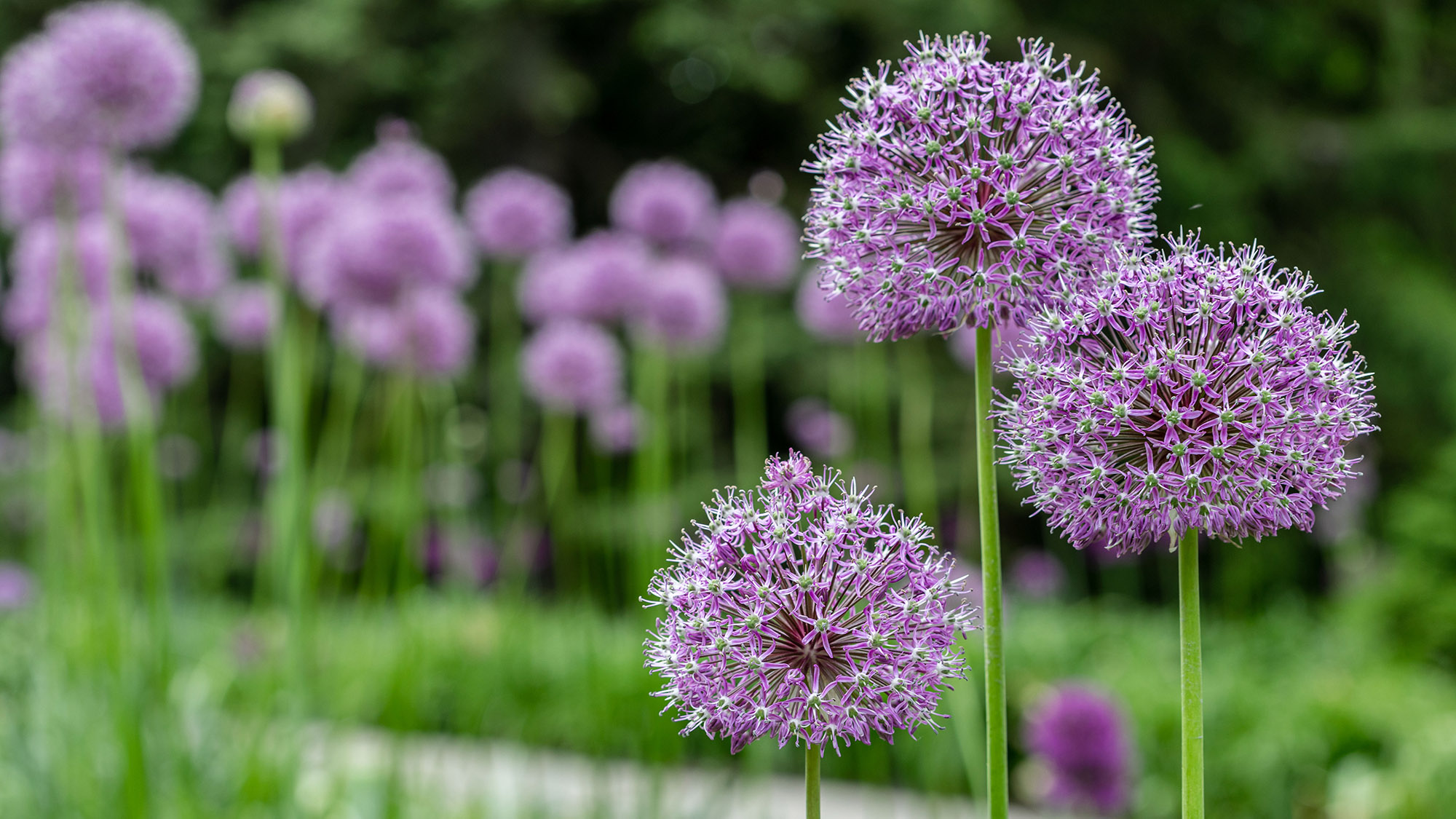 Home New York Botanical Garden Home New York Botanical Garden