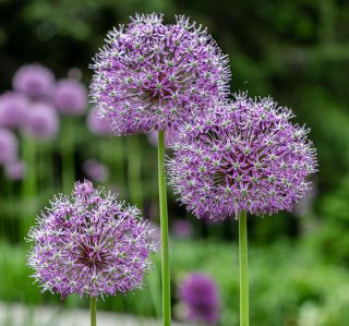 Photo of blooming alliums