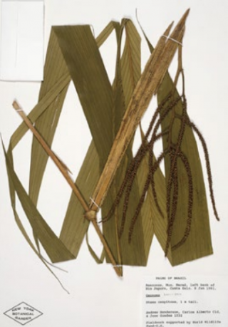 Photo of an herbarium specimen