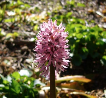 Photo of Helonias bullata