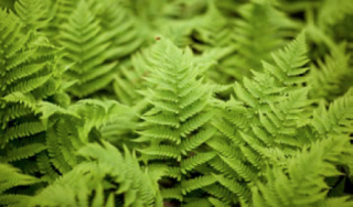 Photo of the hardy fern collection