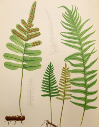 Image of ferns