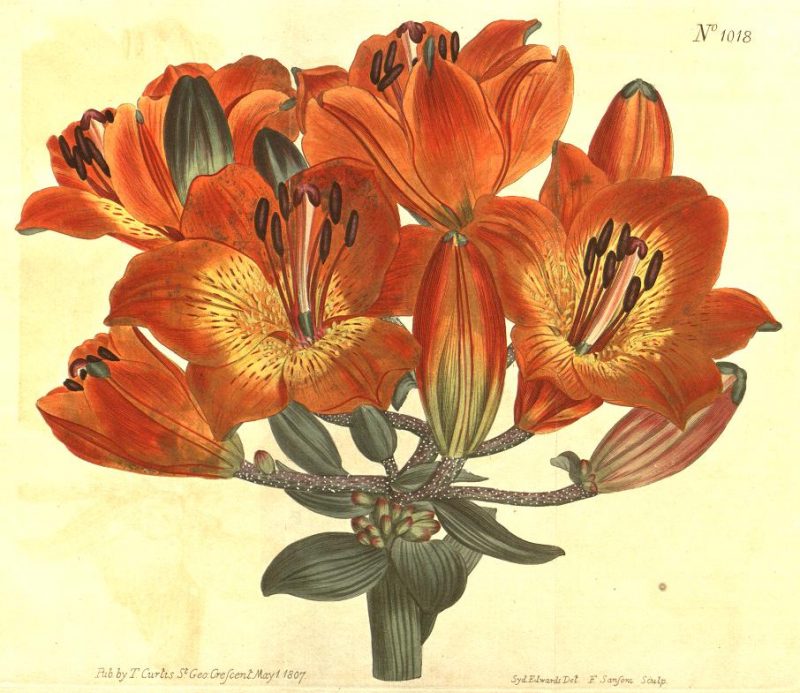 Illustration of Lilium bulbiferum