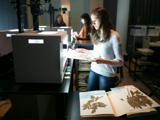 An NYBG employee digitizing specimens.