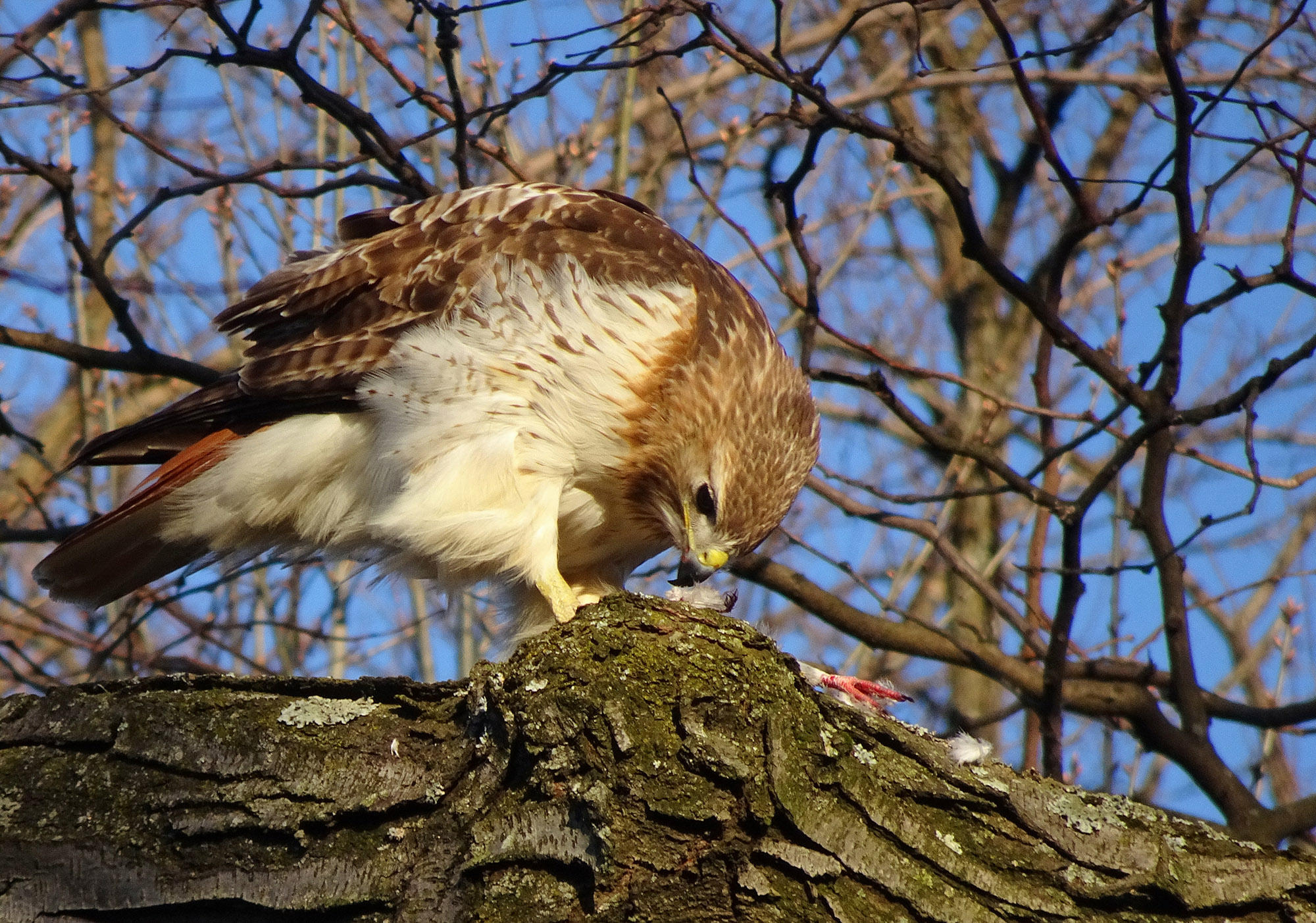 Wildlife at the Garden Redtailed Hawk Nest 2019 Plant Talk