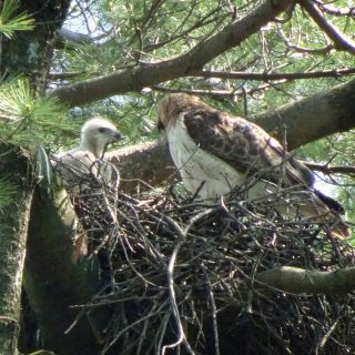 Photo of Red-tailed Hawk parent and offspring