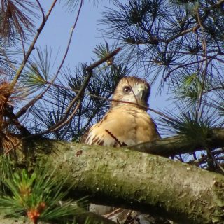 Photo of a Red-tailed Hawk