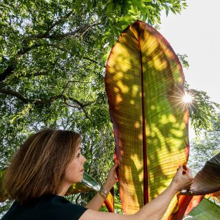 Photo of Leslie Coleman examining a plant