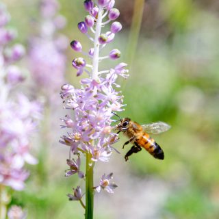 Photo of a honeybee