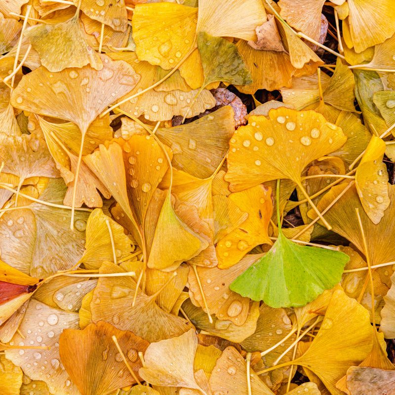 Photo of Ginkgo leaves on the ground