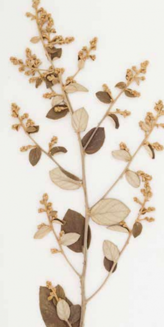 Photo of an herbarium specimen