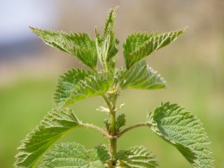Photo of stinging nettles' leaves