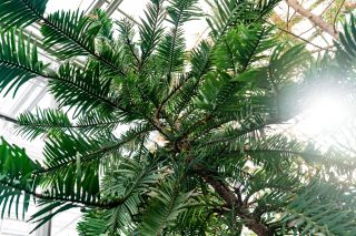 The branches of the Wollemia pine kept at NYBG