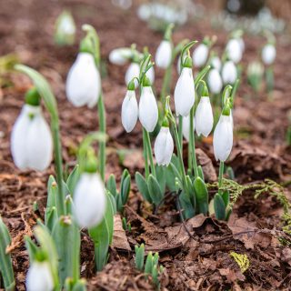 Photo of snowdrops