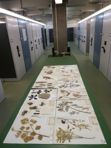 Herbarium specimens related to the Edison Botanic Research Corp.