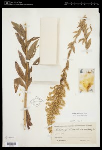 Solidago edisoniana, a goldenrod specimen named in Thomas Edison's honor.